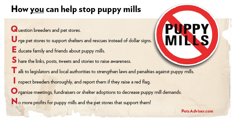 How YOU can help stop puppy mills